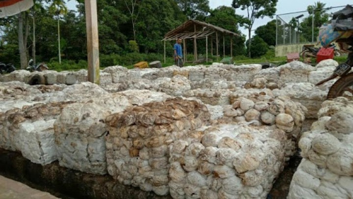 Di Kampar Harga Karet Tetap, Kuansing Turun Di Kampar Harga Karet Tetap, Kuansing Turun