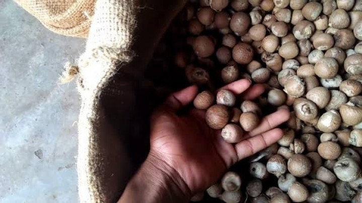 Kenaikan Harga Pinang di Riau Capai Rp509 per Kilogram Kenaikan Harga Pinang di Riau Capai Rp509 per Kilogram