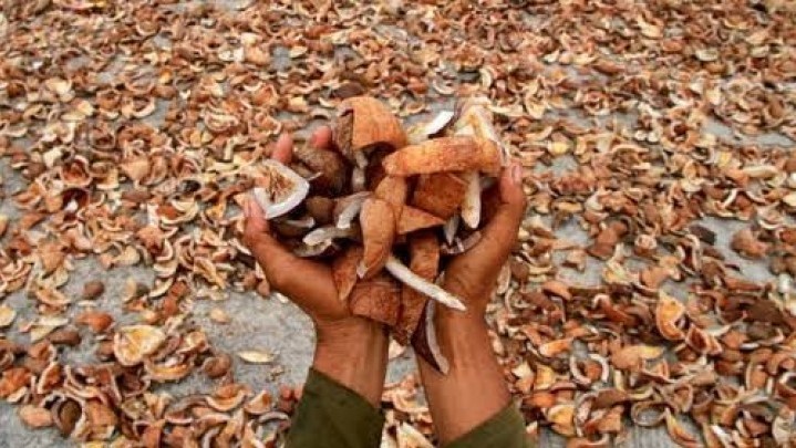 Pekan Ini Harga Kopra di Inhil dan Meranti Turun Pekan Ini Harga Kopra di Inhil dan Meranti Turun