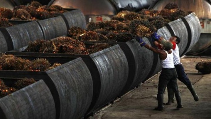 Harga Minyak Sawit Mentah Anjlok Diduga Karena Krisis Tenaga Kerja di Malaysia Harga Minyak Sawit Mentah Anjlok Diduga Karena Krisis Tenaga Kerja di Malaysia