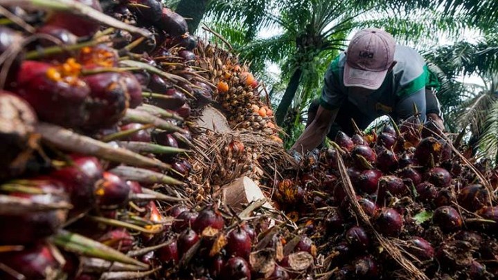 Berikut Keterangan Disbun Riau Penyebab Turunnya Harga Sawit