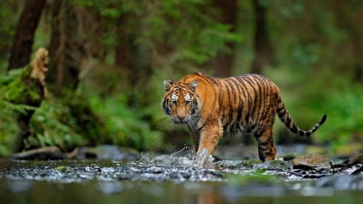 Kambing Milik Warga Agam Diduga Dimangsa Harimau Sumatera