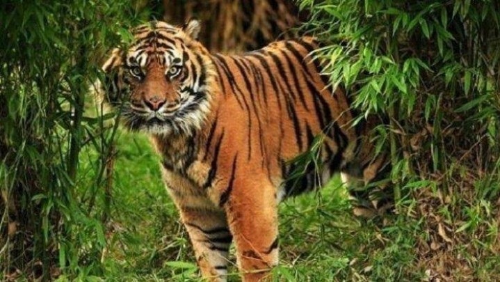 Beri Umpan Kambing, Harimau Sumatera di Bengkalis Belum juga Berhasil Dievakusi Beri Umpan Kambing, Harimau Sumatera di Bengkalis Belum juga Berhasil Dievakusi