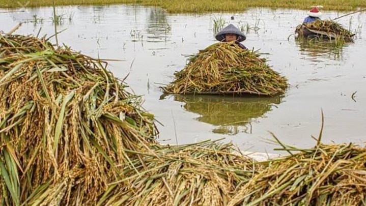 Padi Warga Hanyut Akibat Sungai Lintaubuo Meluap Padi Warga Hanyut Akibat Sungai Lintaubuo Meluap