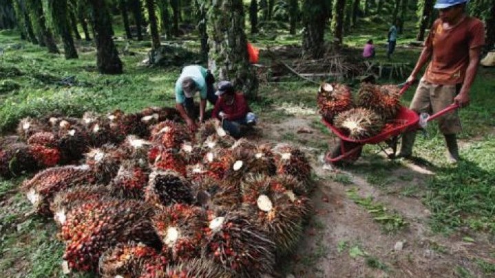 Petani Sawit Riau Diyakini Terlindungi dengan Pergubri Tata Niaga TBS