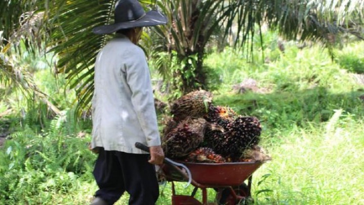Disbun Riau Ajak Petani Kelapa Sawit Bermitra, Ini Tujuannya Disbun Riau Ajak Petani Kelapa Sawit Bermitra, Ini Tujuannya
