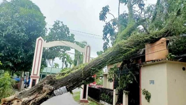 Akibat Angin Kencang, Belasan Pohon Tumbang di Kota Padang Akibat Angin Kencang, Belasan Pohon Tumbang di Kota Padang