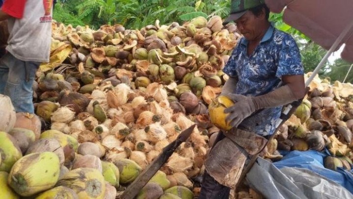 Sepekan ke Depan Harga Pinang di Riau Turun