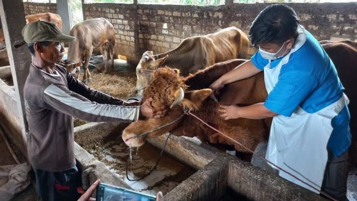 Penyakit Kuku dan Mulut Sudah Jangkiti Seratus Lebih Sapi di Sumbar Penyakit Kuku dan Mulut Sudah Jangkiti Seratus Lebih Sapi di Sumbar