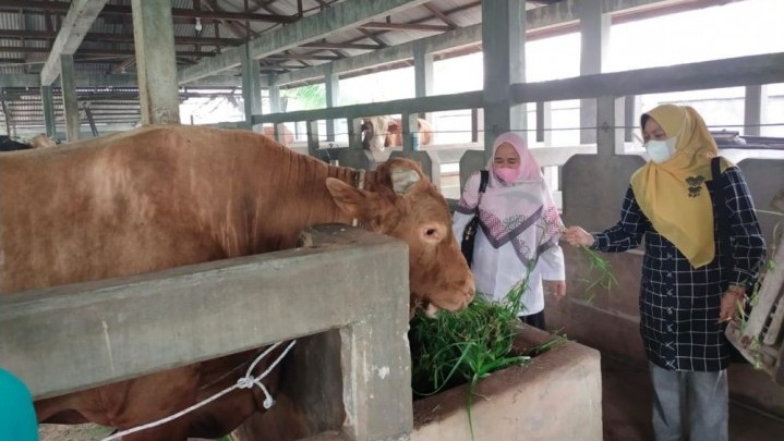 Penyakit Kuku dan Mulut pada Ternak Sudah Masuk Riau Penyakit Kuku dan Mulut pada Ternak Sudah Masuk Riau