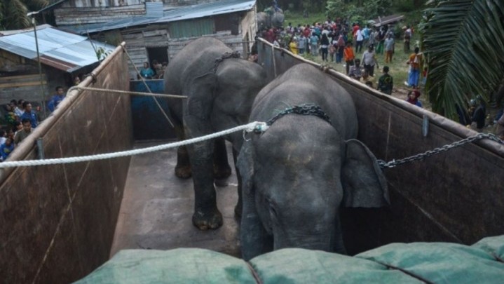 Translokasi Dua Gajah Sumatera dari Riau ke Jambi, Ini Alasannya Translokasi Dua Gajah Sumatera dari Riau ke Jambi, Ini Alasannya