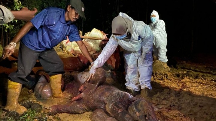 Gajah Sumatera Ditemukan Mati di Lahan PT. Riau Abadi Lestari Bengkalis Gajah Sumatera Ditemukan Mati di Lahan PT. Riau Abadi Lestari Bengkalis