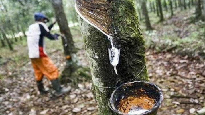 Pekan Ini Harga Karet di Riau Naik Rp 200 per Kilogram Pekan Ini Harga Karet di Riau Naik Rp 200 per Kilogram