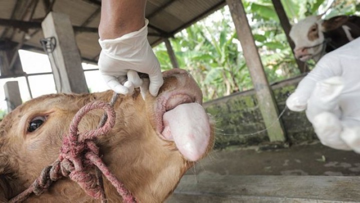 Penyakit Mulut dan Kuku Diduga Jangkiti Sapi di Inhil Penyakit Mulut dan Kuku Diduga Jangkiti Sapi di Inhil