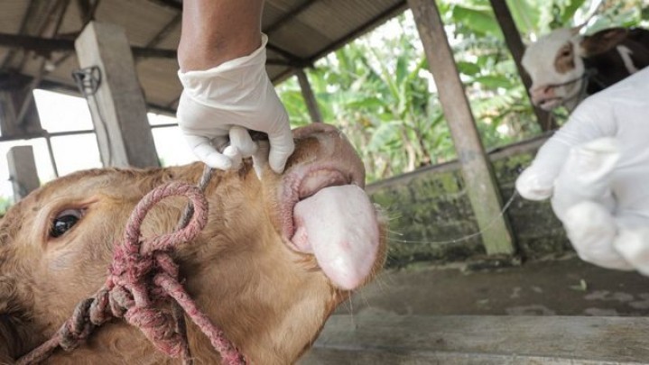 Penyakit Mulut dan Kuku Diduga Jangkiti Sapi di Inhil