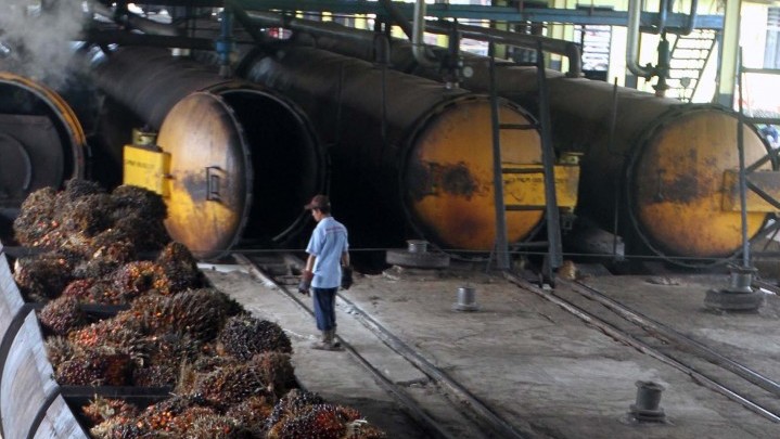 Berharap PAD dari DBH Kelapa Sawit, Pemkab Kuansing Siapkan Regulasi