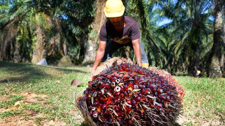 Berikut Harga Sawit di Riau Pekan Ini Berikut Harga Sawit di Riau Pekan Ini
