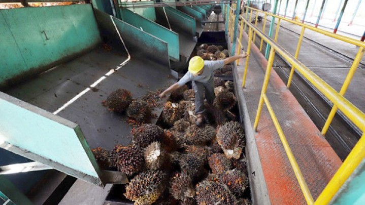 Bupati dan Walikota di Riau Didorong Bentuk Kelembagaan Pengikat Perjanjian dengan Pabrik Kelapa Sawit Bupati dan Walikota di Riau Didorong Bentuk Kelembagaan Pengikat Perjanjian dengan Pabrik Kelapa Sawit