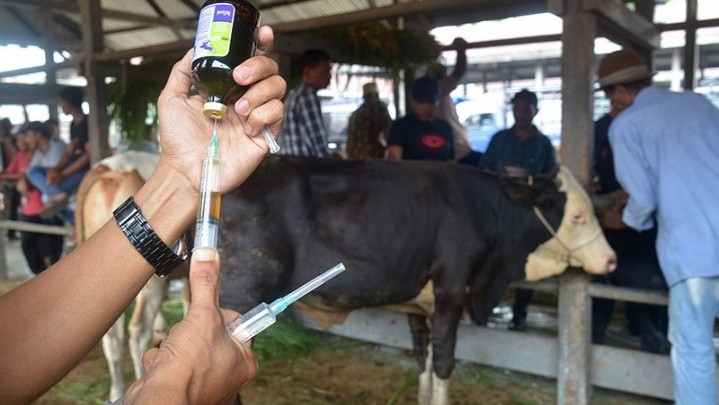 Hewan Ternak Terjangkit PMK di Palembang Diberi Obat Manusia Hewan Ternak Terjangkit PMK di Palembang Diberi Obat Manusia