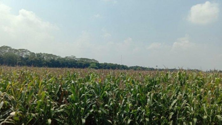 Penuhi Kebutuhan Riau dan Sumbar, Ribuan Hektar Lahan di Kampar Kiri Akan Ditanami Jagung