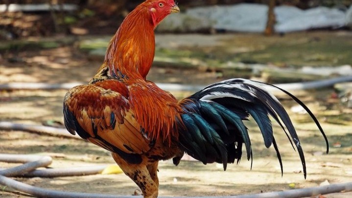 Peternak di Thailand Beri Pakan Ganja ke Ayam, Ini Alasannya