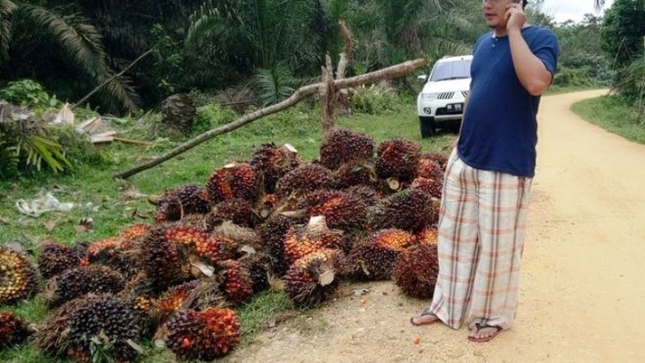 Naik Tipis, Ini Harga Sawit di Riau Sepekan ke Depan
