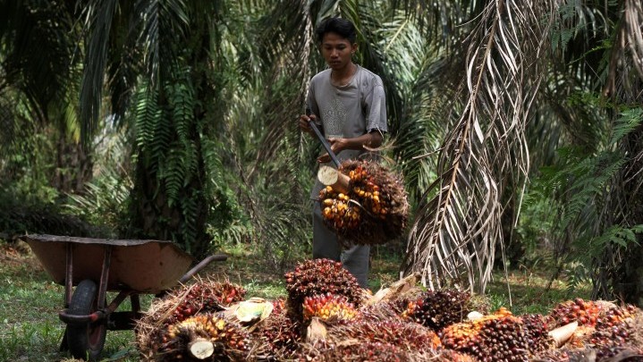 Harga Tandan Buah Sawit Anjlok ke Rp800 per Kilogram