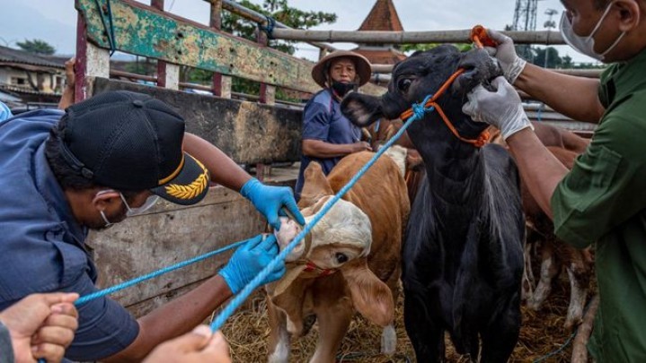 Dinas PKH Riau Dirikan Posko Cek Antisipasi Hewan Ternak Terjangkit PMK