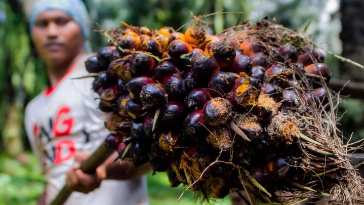 Harga Minyak Sawit Mentah Hari Ini Kembali Melemah Harga Minyak Sawit Mentah Hari Ini Kembali Melemah