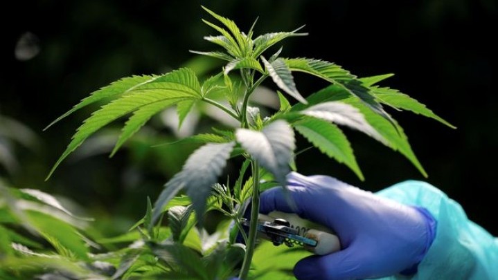 Usai Legalisasi Ganja, Seperti Ini Dampak pada Remaja di Thailand