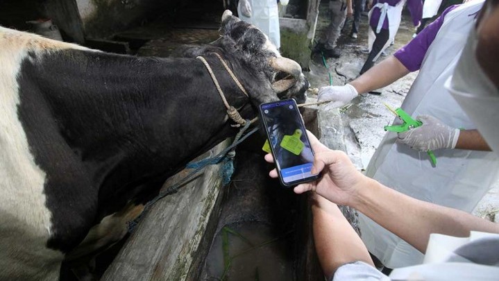 PMK di Riau: 84 Ekor Sapi Berhasil Sembuh