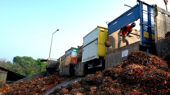 Berikut Penyebab Harga Sawit Mentah Anjlok Berikut Penyebab Harga Sawit Mentah Anjlok