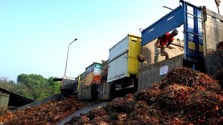 Berikut Penyebab Harga Sawit Mentah Anjlok