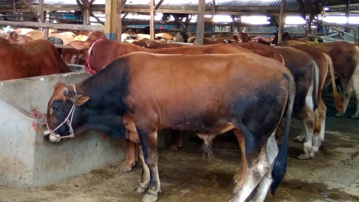 Masyarakat Riau Diminta Berkurban Gunakan Sapi Lokal Masyarakat Riau Diminta Berkurban Gunakan Sapi Lokal