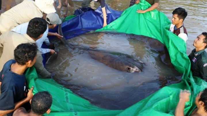 Nelayan Kamboja Tangkap Ikan Air Tawar Terbesar di Dunia