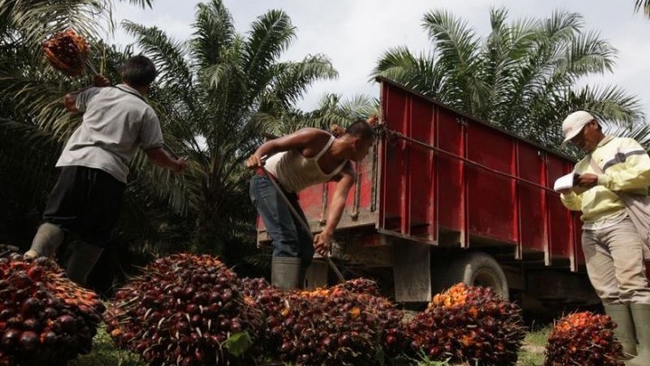 Harga Sawit Petani 'Rontok' Rp 600 per Kilogram