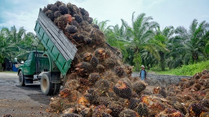 Analisa Harga Minyak Sawit Mentah, Pabrik Kelapa Sawit Malaysia Hentikan Produksi