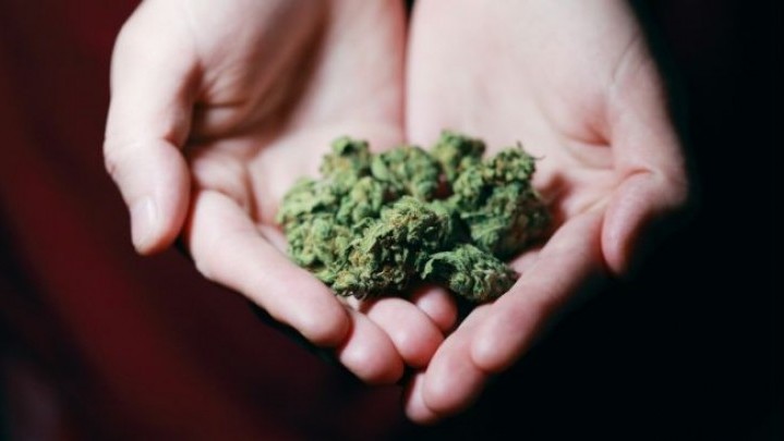Legalisasi Ganja untuk Medis, MUI Beda Pendapat dengan BNN