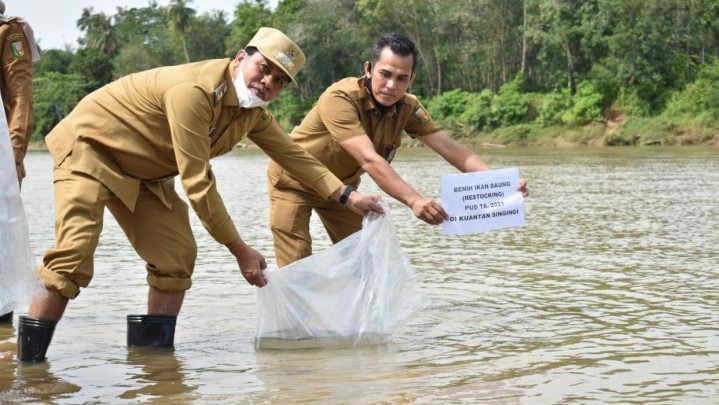 Ribuan Benih Ikan Tawar Ditebar di Desa Perhentian Sungkai Kuansing untuk Menjaga Ekosistem