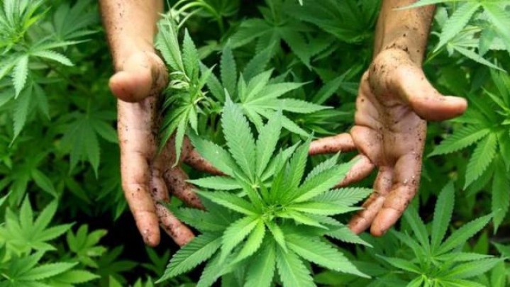Legalitas Ganja, Direktur Halal Watch Ingatkan Pemerintah Jangan Latah Legalitas Ganja, Direktur Halal Watch Ingatkan Pemerintah Jangan Latah