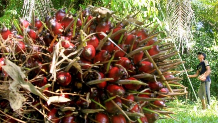 Seluruh Gubernur di Sumatera Minta Pemerintah Pusat Cepat Mengatasi Anjloknya Harga Sawit