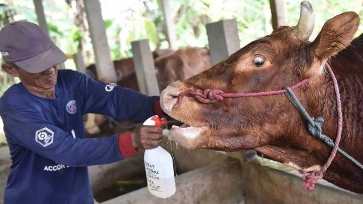 Seperti Ini Perkembangan Terbaru Kasus PMK Ternak di Riau Seperti Ini Perkembangan Terbaru Kasus PMK Ternak di Riau