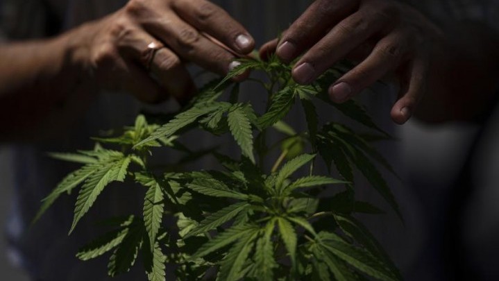 Aturan Ganja untuk Medis Sedang Dikaji IDI Aturan Ganja untuk Medis Sedang Dikaji IDI