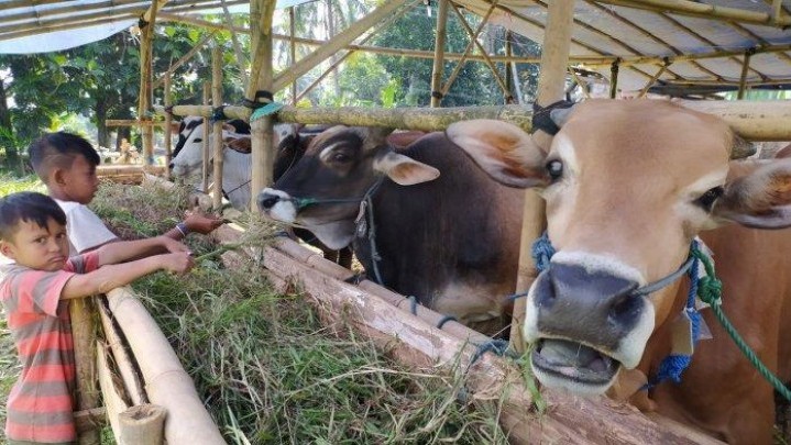 Karimun Butuh 500 Ekor Sapi Kurban, yang Tersedia Baru 300 Ekor