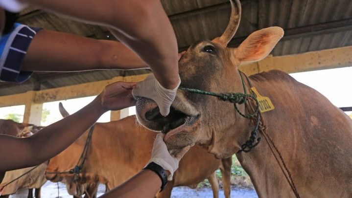 Vaksin PMK untuk Ternak di Pekanbaru Kurang