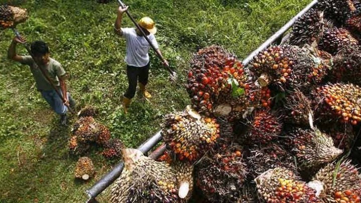 Tak Terbendung, Harga Sawit di Riau Kembali Turun Tak Terbendung, Harga Sawit di Riau Kembali Turun