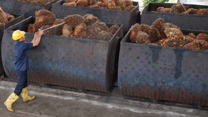 Berikut Penjelasan Disbun Riau Turunnya Harga Minyak Sawit Mentah