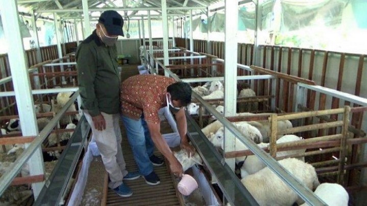 Puluhan Kambing di Peternakan Kota Batam Mati, Duduga Karena Kelelahan
