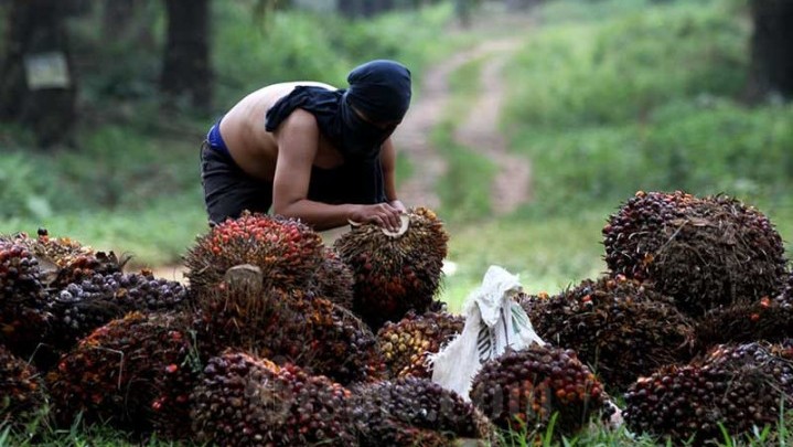 Disbun Riau Beberkan Penyebab Petani Sawit Tidak Mau Bermitra dengan Perusahaan
