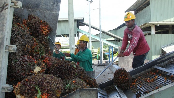 Tata Kelola Industri Sawit di 29 Provinsi akan Diaudit BPKP Tata Kelola Industri Sawit di 29 Provinsi akan Diaudit BPKP